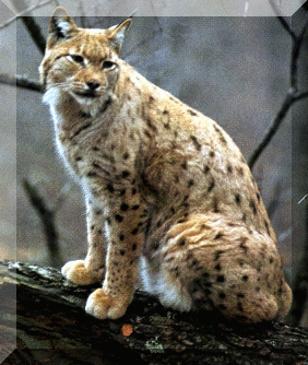 Lynx