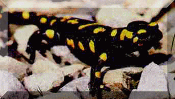 Salamandra plamista